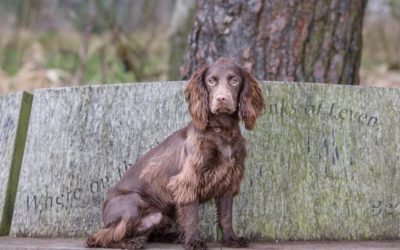 Kinross-Shire Dog Show Results