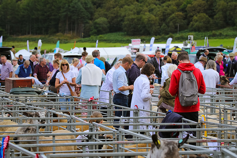 crowd